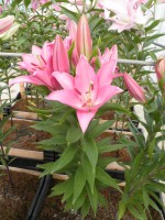 [1805 Lexus No02.JPG]